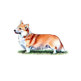 Welsh Corgi (Pembroke) illustration