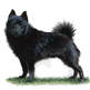 Schipperke illustration